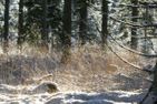  (2) Blaues Sommerhaus in Schweden mit eingezäuntem Grundstück Smaland - 