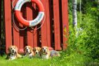  (3) Rotes Sommerhaus in Schweden mit eingezäuntem Grundstück Smaland - 