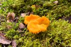  (14) Villa Kunterbunt am See in Schweden - 2 Häuser in einem Paket Smaland - Viel Wald zum Pilze und Beeren Sammeln