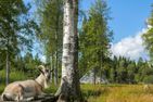  (20) Ferienhaus Nilssons am See mit Sauna Smaland - 