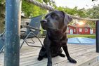  (20) Ferienhaus Nilssons am See mit Sauna Smaland - 