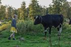  (7) Ferienhaus Björkebo mit Badeplatz See Stora Nätaren Smaland - 