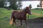  (7) Ferienhaus Björkebo mit Badeplatz See Stora Nätaren Smaland - 
