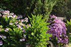  Il Giardino di DeSi Diano Marina - 
