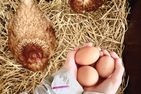  Rosenzimmer - klein aber fein Dithmarschen - 