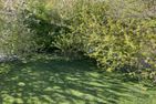  Heiti's Koje Greetsiel/Krummhörn - Garten