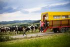 Altes Bauernhaus Hund Schmallenberg - Planwagenfahrt mit Kühe treiben Biohof Köhne