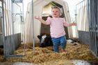 Haus am Spielplatz Schaf Schmallenberg - Kälbchen auf dem Biohof Köhne