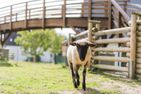 Waltons Waltons 2er Schmallenberg - Schaf auf dem Biobauernhof Köhne