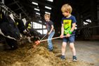  Haus an der Weide Schmallenberg - Helfen im Kuhstall auf dem Hof Köhne