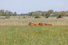  Westmarkenpalais St. Peter-Ording - 