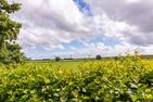  Deichblick No.1 Krummhörn - Gartenblick