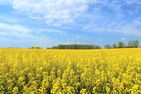 Panoramic Auszeit mit Meerblick Sierksdorf - Landschaft