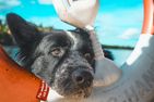  (31) Ferienhaus am See mit eingezäuntem Grundstück und Boot Smaland - 