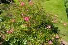  Haus Richter Westerland - 