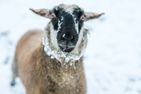 Adventszauber Adventszauber Schmallenberg - Sport / Aktivitäten