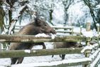 Adventszauber Adventszauber Schmallenberg - Sport / Aktivitäten