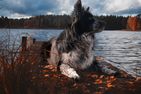  (15) Kristallvilla am See in Schweden - 2 Häuser in einem Paket Smaland - Hunde sind herzlich willkommen