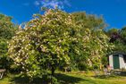 Gästehaus Karstadt Boltenhagen - Blick auf Apfelblüte