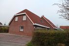  Seerobbe Norden/Norddeich - Hauptansicht