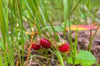  (54) Ferienhaus "Trestenshult" nahe dem See Åsnen Smaland - 