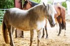 Ponywoche Ponywoche Schmallenberg - 
