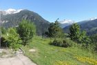  Alpenrose (295 Av) Brienz/Brinzauls (Vazerol) - 