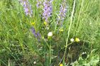  Alpenrose (295 Av) Brienz/Brinzauls (Vazerol) - 