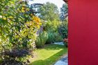  Kleine Rotbuche Ostseebad Ahrenshoop - Garten