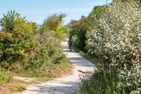  Kleine Rotbuche Ostseebad Ahrenshoop - Landschaft