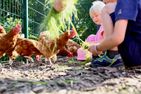 Nordsee Bauernhof Wulff Ferienwohnung Amrum Reußenköge - 