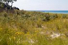  Friederike Ostseebad Ahrenshoop - 