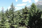  Helvetia (388 Sr) 3-ZW 2. Stock Lenzerheide - 