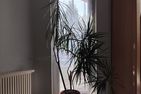  Brockenbahnblick Sachsen-Anhalt - 