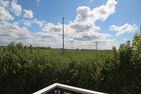  Seeschwalbe Norden/Norddeich - Landschaft