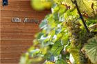  Ferienhaus Villa Riesling Ostseebad Zempin - 