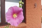  fewo1846 - Blatt & Blüte  - -img.tag.decorativeDetail-
