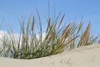 Uns to Hus Bootjefahrt Zentrum - Strand
