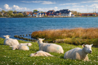  Ferienanlage Lemkenhafen Fehmarn - Nachbarschaft