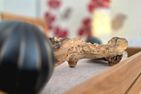  Ferienwohnung LP2 - "Kieselstein" Graal-Müritz - Dekoratives Detail