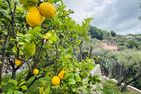  Bel Poggetto Golfo Paradiso - -img.tag.gardenview-
