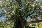  Ferienhaus Niels Hus Dagebüll Dagebüll - Garten