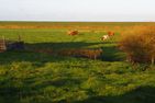  Ferienwohnung Wattwurm Ockholm Dagebüll - Landschaft