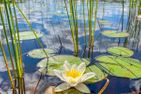  (62) Das Jagdhaus in Alleinlage am See mit Boot  - 
