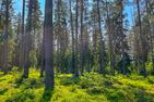  (62) Das Jagdhaus in Alleinlage am See mit Boot  - 