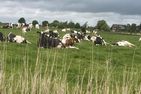 Ferienhaus Dorfhotel Wattwurm Ostfriesland - Landschaft