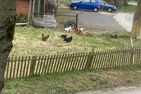  Ferienhaus Dorfhotel Wattwurm Ostfriesland - Landschaft