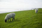  Nordliv Wohnung 4 Büsum - Landschaft