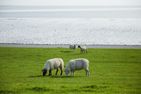  Nordliv Wohnung 5 Büsum - Landschaft