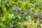  (15) Kristallvilla am See in Schweden - 2 Häuser in einem Paket Smaland - 